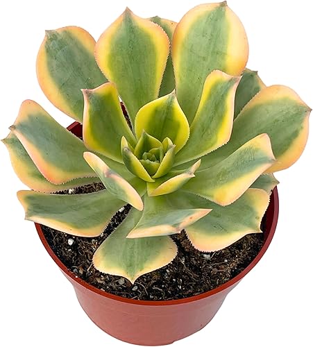 Plantas suculentas Aeonium Sunburst de 4 pulgadas, plantas suculentas raras totalmente enraizadas en suelo suculento, planta viva única para