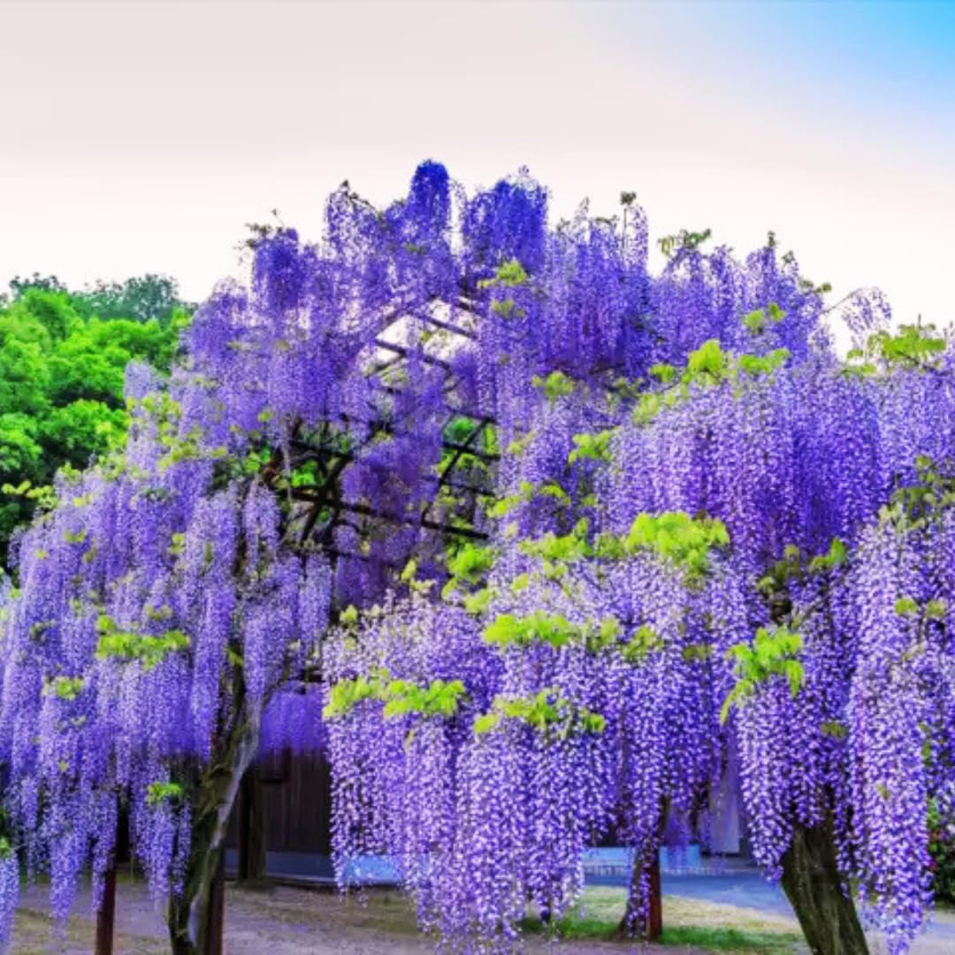 Amazon.com : Purple Wisteria Tree Live Plant in 2.5 Inch Pot Size