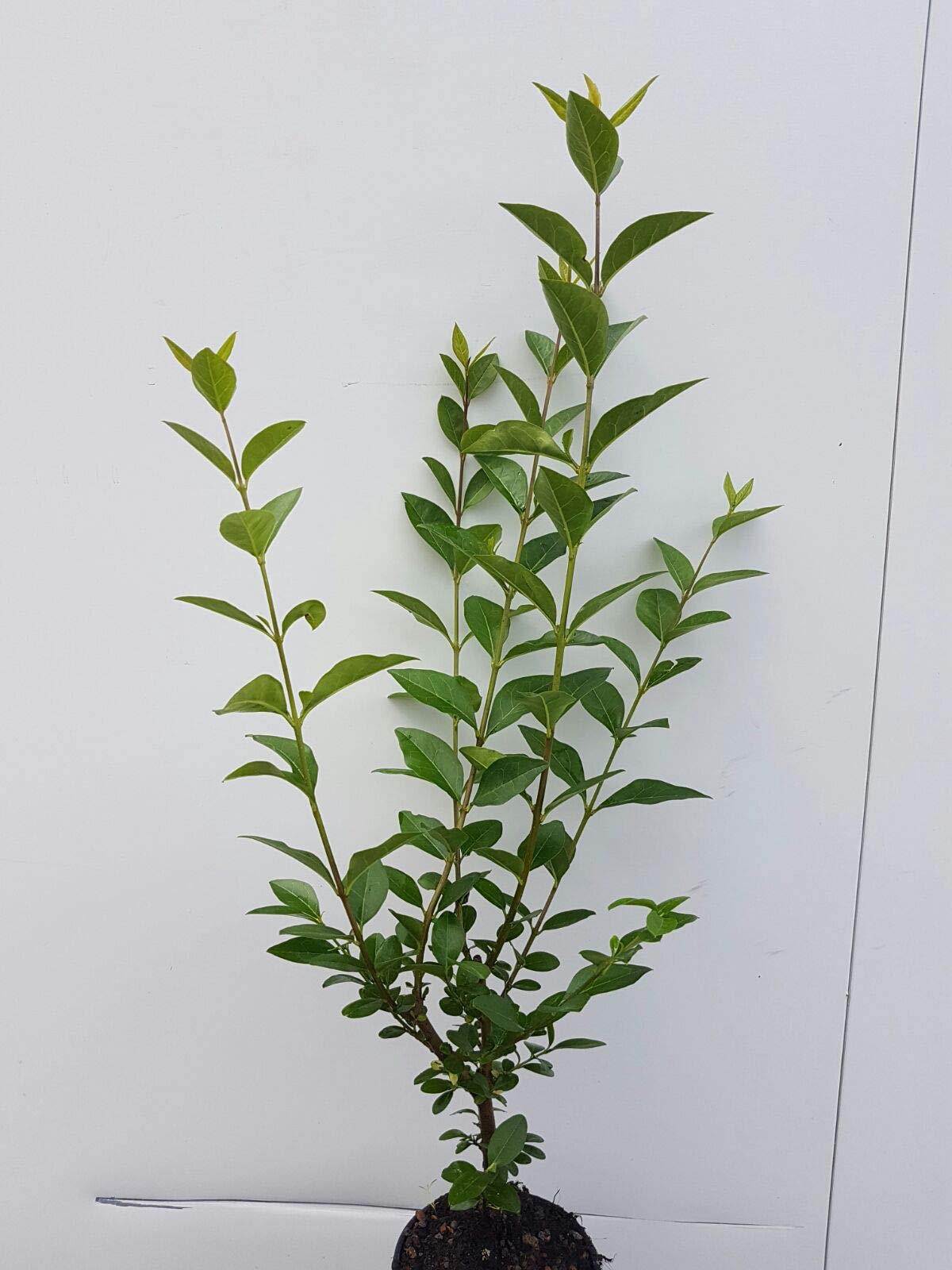 30st. Liguster Atrovirens 100-150cm reine Pflanzhhe Ligustrum Atrovirens  Wurzelware Heckenpflanzen : Amazon.de: Garten
