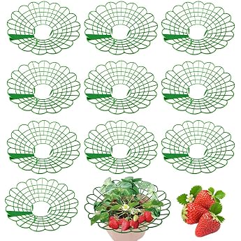10 St ck Erdbeerreifer Erdbeeren Schutz Erdbeerst tzen Erdbeergitter Abnehmbares Erdbeer Schutz Erdbeer Schutzgitter vor Staub und Schnecken Sch tzen Schutz F ulnis Schimmel
