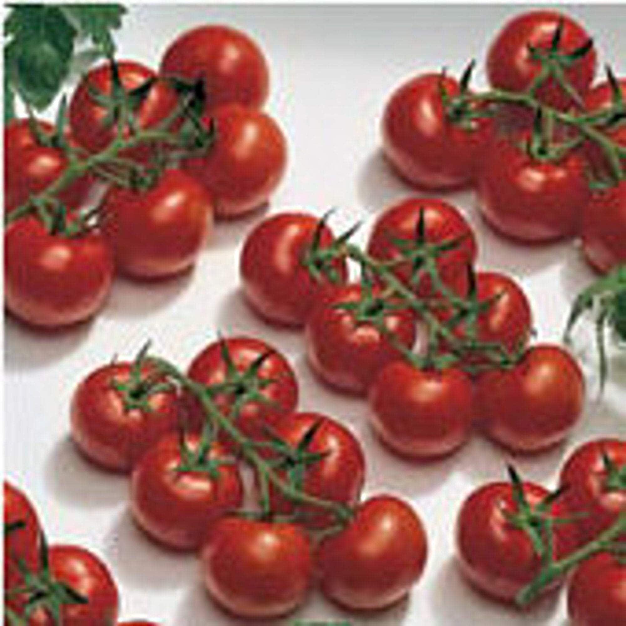 ★TAMATO★ STM2255 Tomato Variety from Sakata Seed America - Vegetable