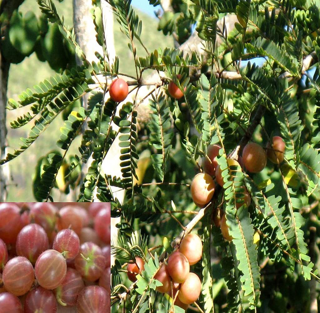 IXORA Gooseberries Thai Red Amla Variety Amlaki Fruit Grafted Live Plants & Tree(1.5-3 Feet Size) (B0BMXSFH9R) Amazon Price History, Amazon Price Tracker