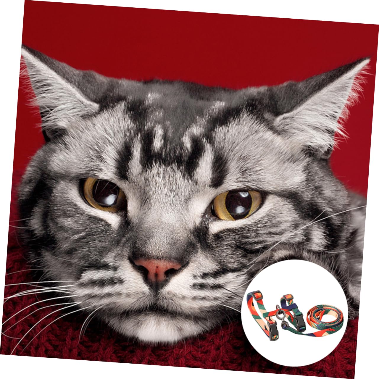Didiseaon 3pièces pour Chat avec Laisse Anti-Traction Et Pom Confort Et Ajustement Facile pour Extérieur