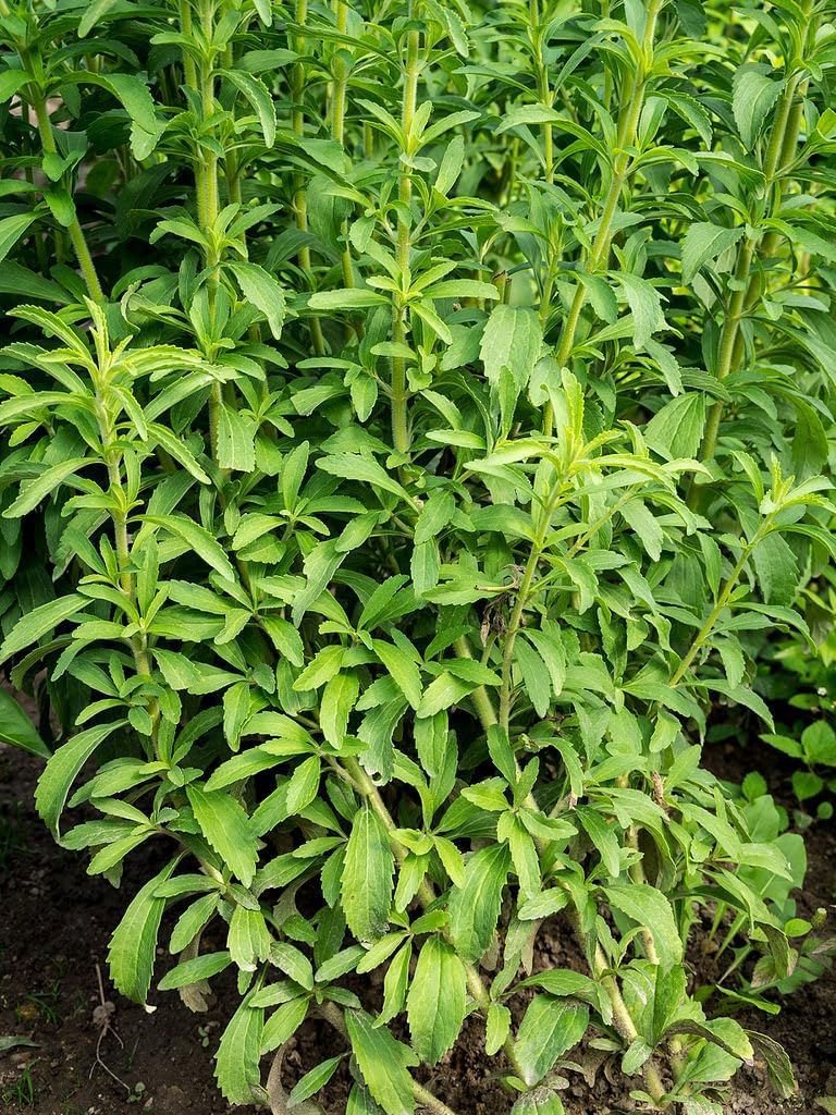 Mphmi Live Plants Stevia/Candyleaf Plant