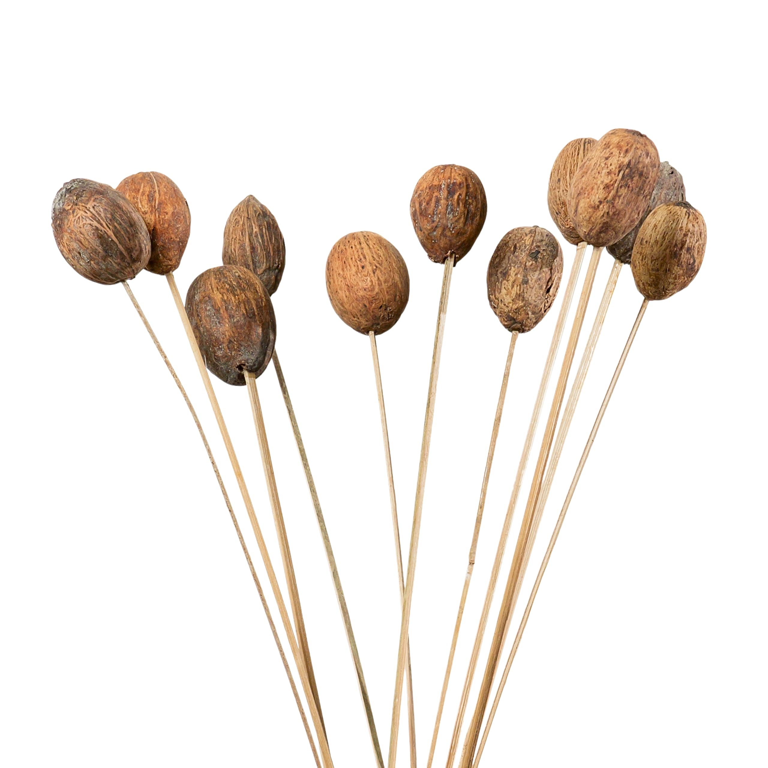 SHINEARIUM 10 Pcs Natural Amra Dried Stick Brown Eco Friendly Handmade Decorative Sticks for Home Wedding Farmhouse Boho Studio Decor Vase Filler Rustic Natural (No Vase)-image-14