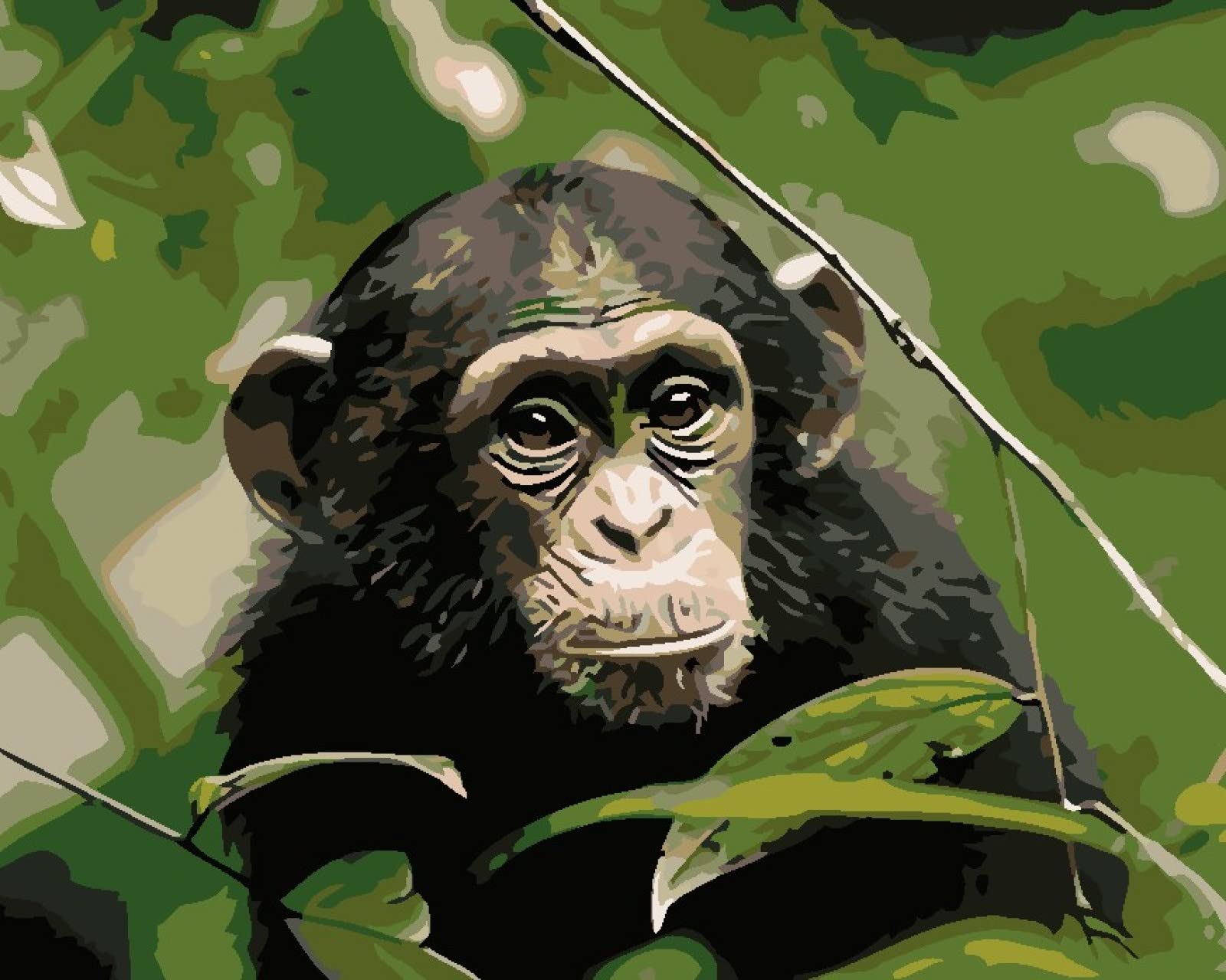 Point de croix débutant toile imprimée 11CT kit de broderie singe 40 * 50cm