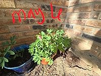 Review Image by Amazon Customer
