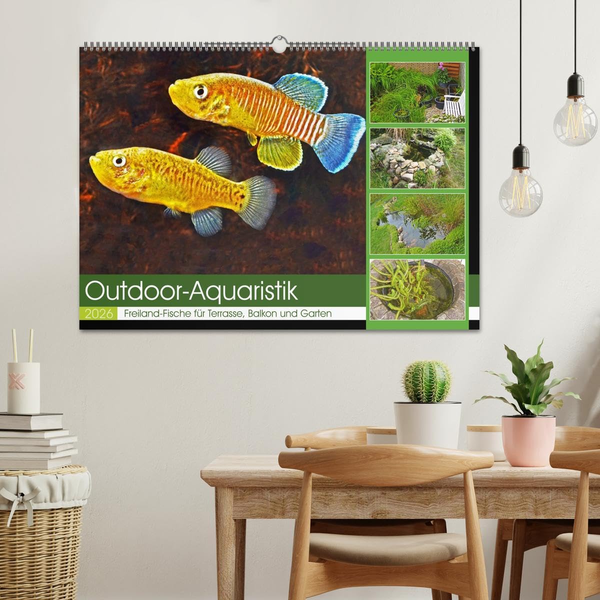 Outdoor-Aquaristik (Wandkalender 2026 DIN A2 quer), CALVENDO Monatskalender: Freiland-Fische für Terrasse, Balkon und Garten