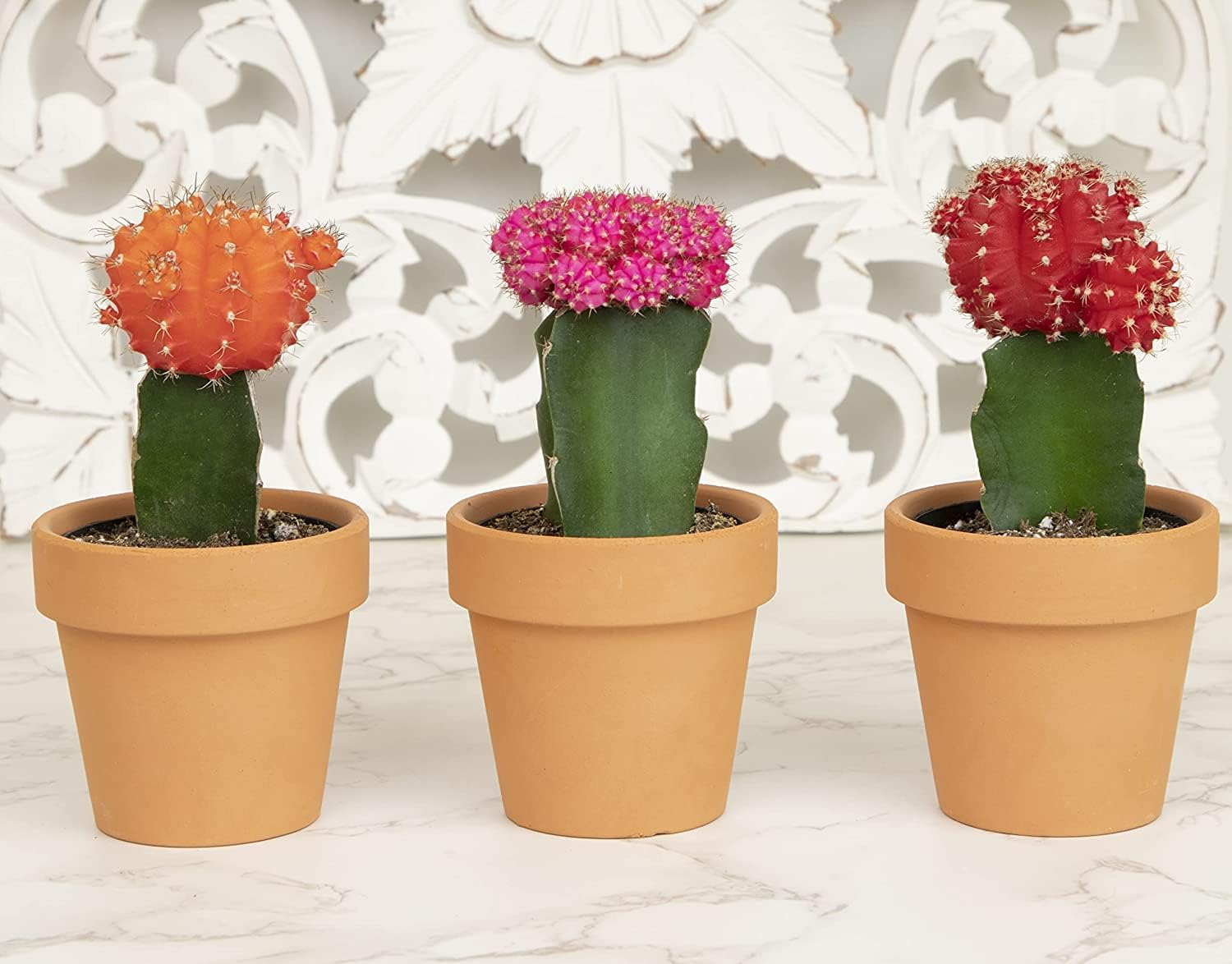 Grafted Cactus Succulent 3PK in 3" Terracotta Pots, Live Succulents & Mini Cacti Plant Gift, Real Houseplants for Home or Office, Easy Care Houseplant Trio by Plants for Pets