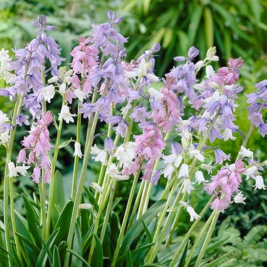 Wood Hyacinths Mix (Spanish Bells) Flower Bulbs 25 Bulbs
