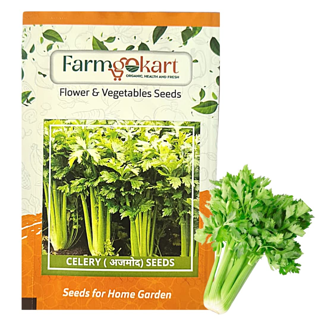 10 Gms CELERY SELF-BLANCHING Herb Seeds |for Home Gardening, Farming, Hydroponics and Poly Houses| (B0BX6QHTFV) Amazon Price History, Amazon Price Tracker
