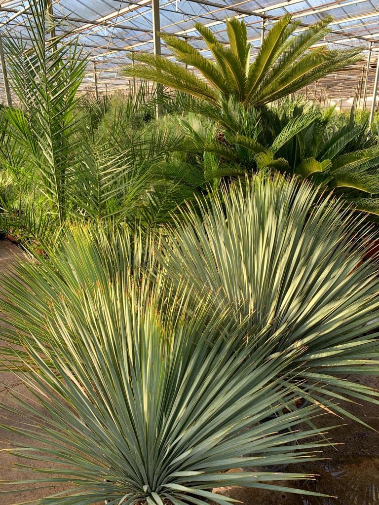 Palmenlilie - Yucca rostrata - Blaublättrige Yucca - Gesamthöhe 50-70 cm - Topf Ø 26cm [7886]