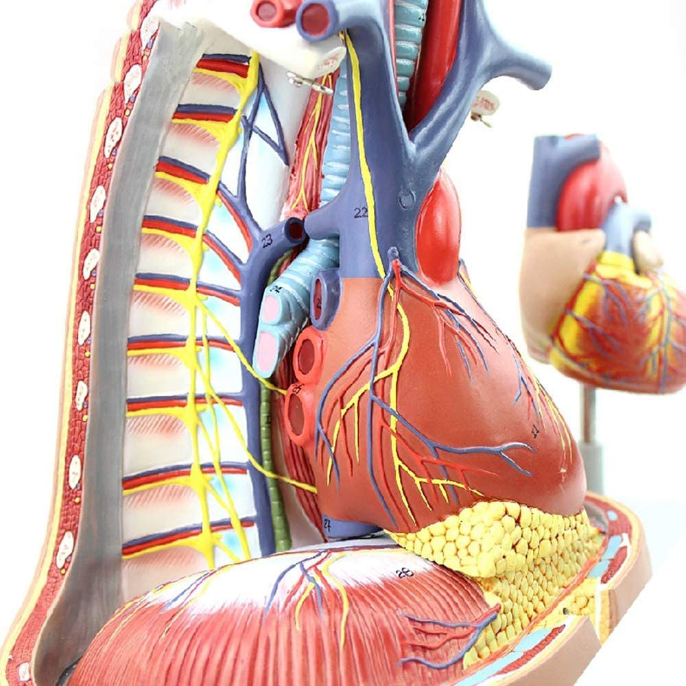 Model śródpiersia, Model Anatomiczny Serca, Mostek, Grasicy I Śródpiersia, Materiał Wsparcia Do Studiów W Klasie Nauk.
