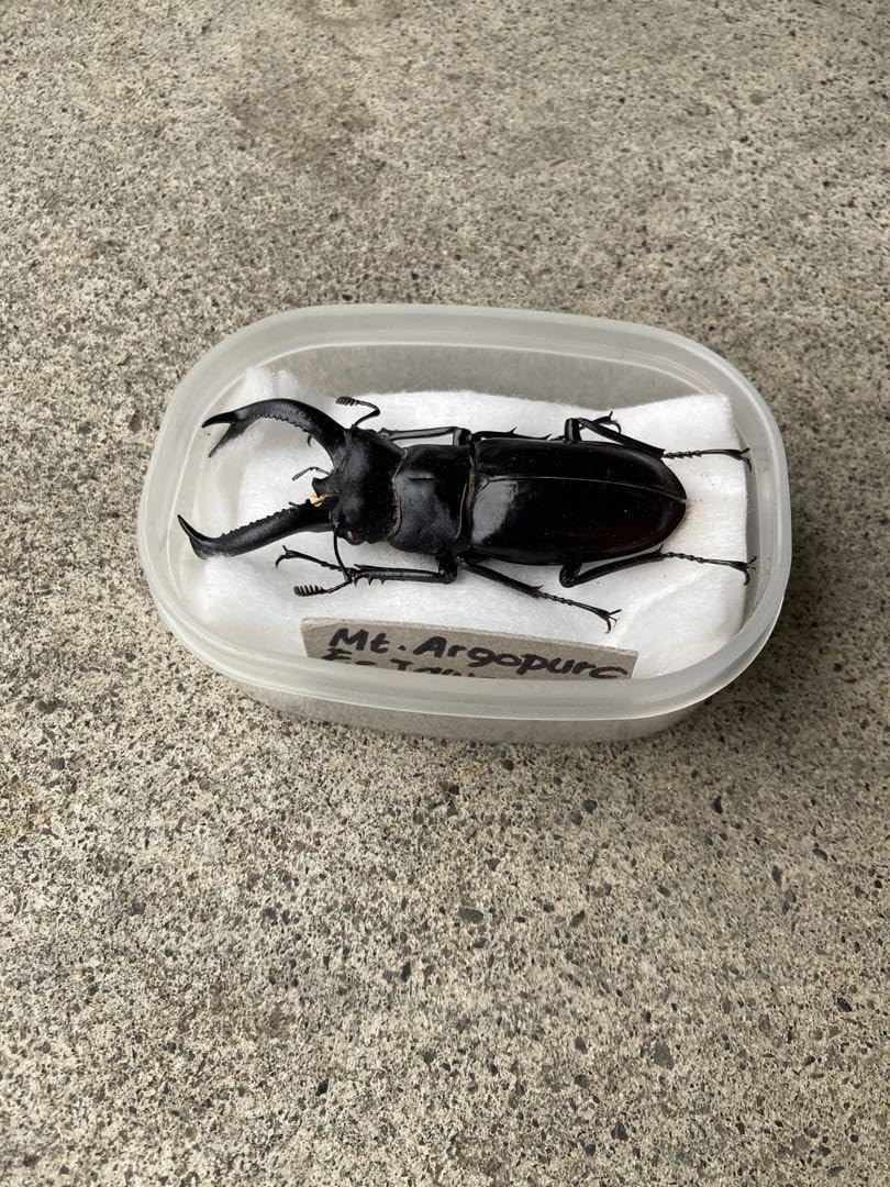 クワガタ 楽天市場】【DDA】フォルスターフタマタ 原名亜種 成虫 ♂55