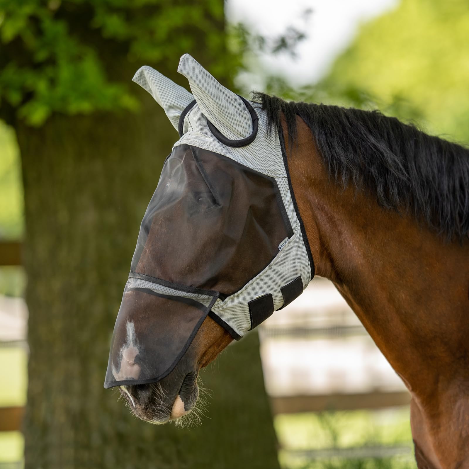Masque anti-mouches au paddock pour un cheval serein en pleine saison chaude