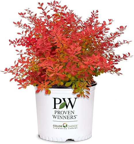 0.07 oz Ganadores probados Barberry Sunjoy Neo disponible en Yaxa Colombia