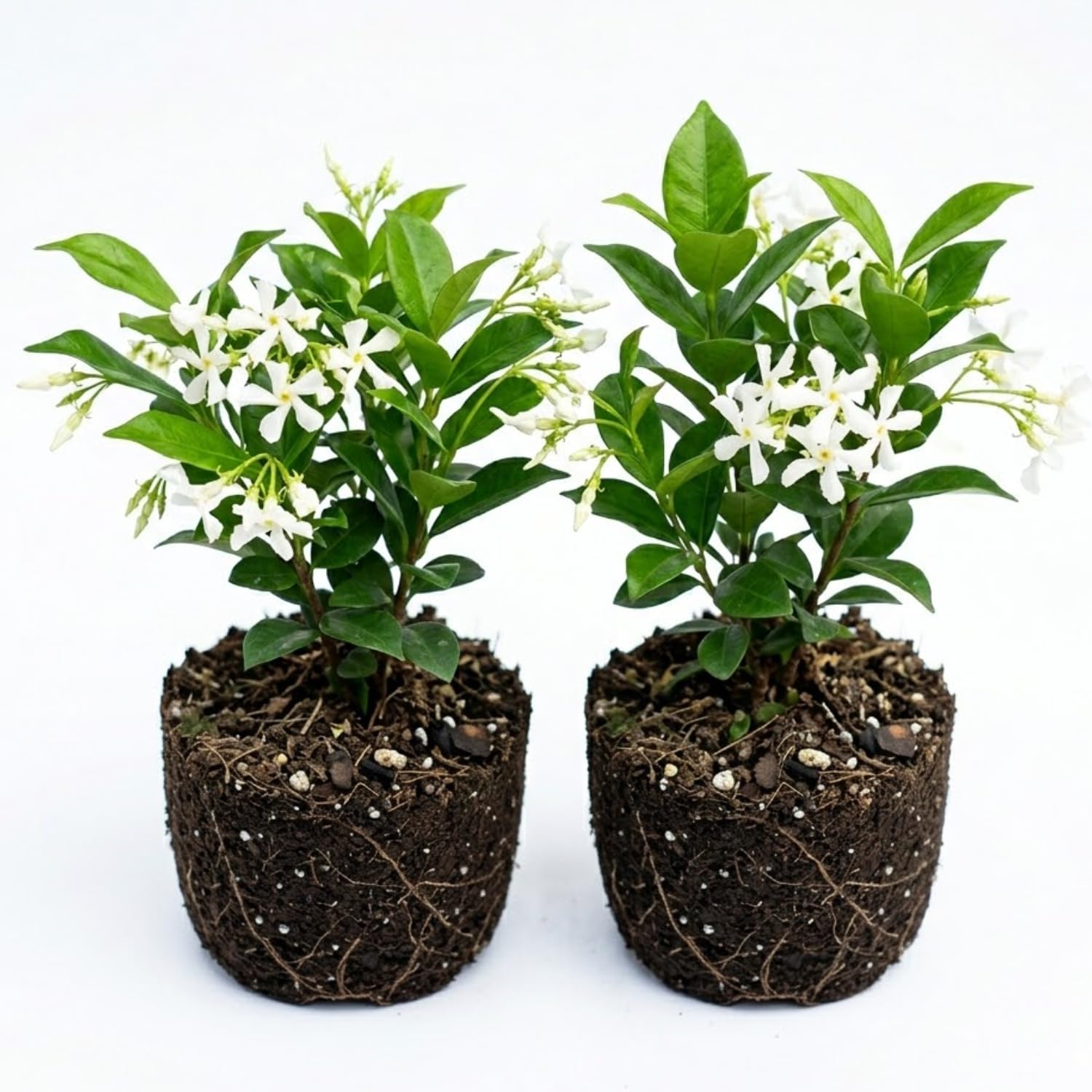 ☆Jasmine 2☆ Amazon.com: 2 Star Jasmine Plants Live, Fragrant Bloom Plant, 5-7