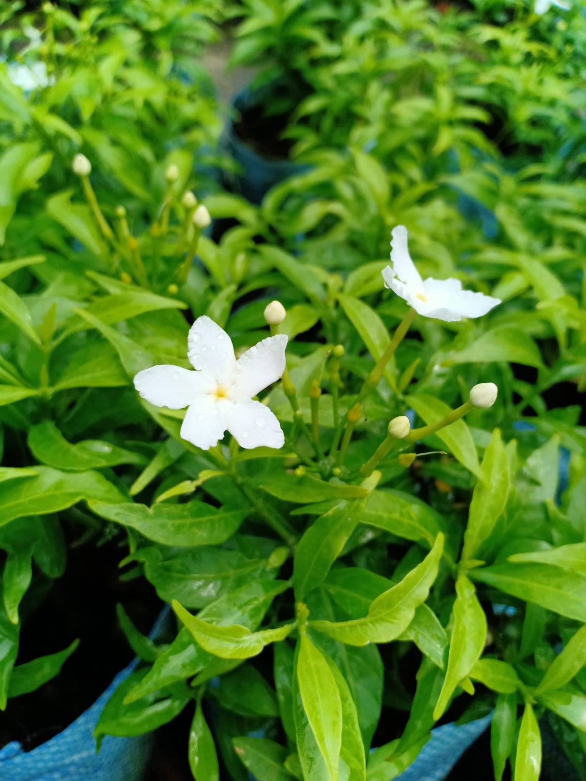 Jasmine樣専用ページ① Carpe Jasmine : Amazon.in: Garden & Outdoors