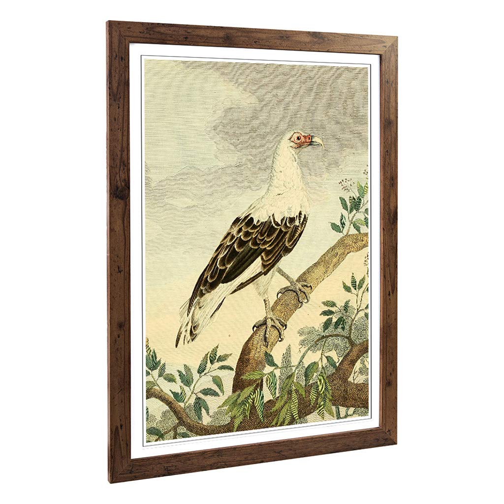 Big Box Art Framed Print of Vintage Charles R Ryley Angola Vulture Design | Wall Art Picture | Home Decor for Kitchen, Living Room, Bedroom, Hallway, Walnut, A2 / 24.5x18 Inch / 62x45cm