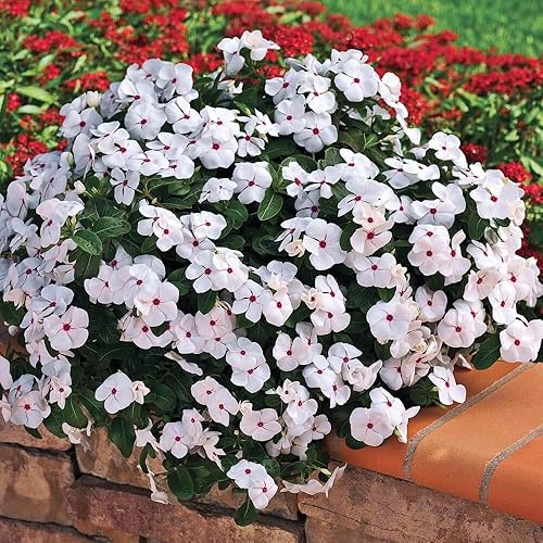 Outsidepride Vinca Periwinkle Cascade Polka Dot Garden Flower, cubierta del suelo y plantas en contenedores - 50 semillas