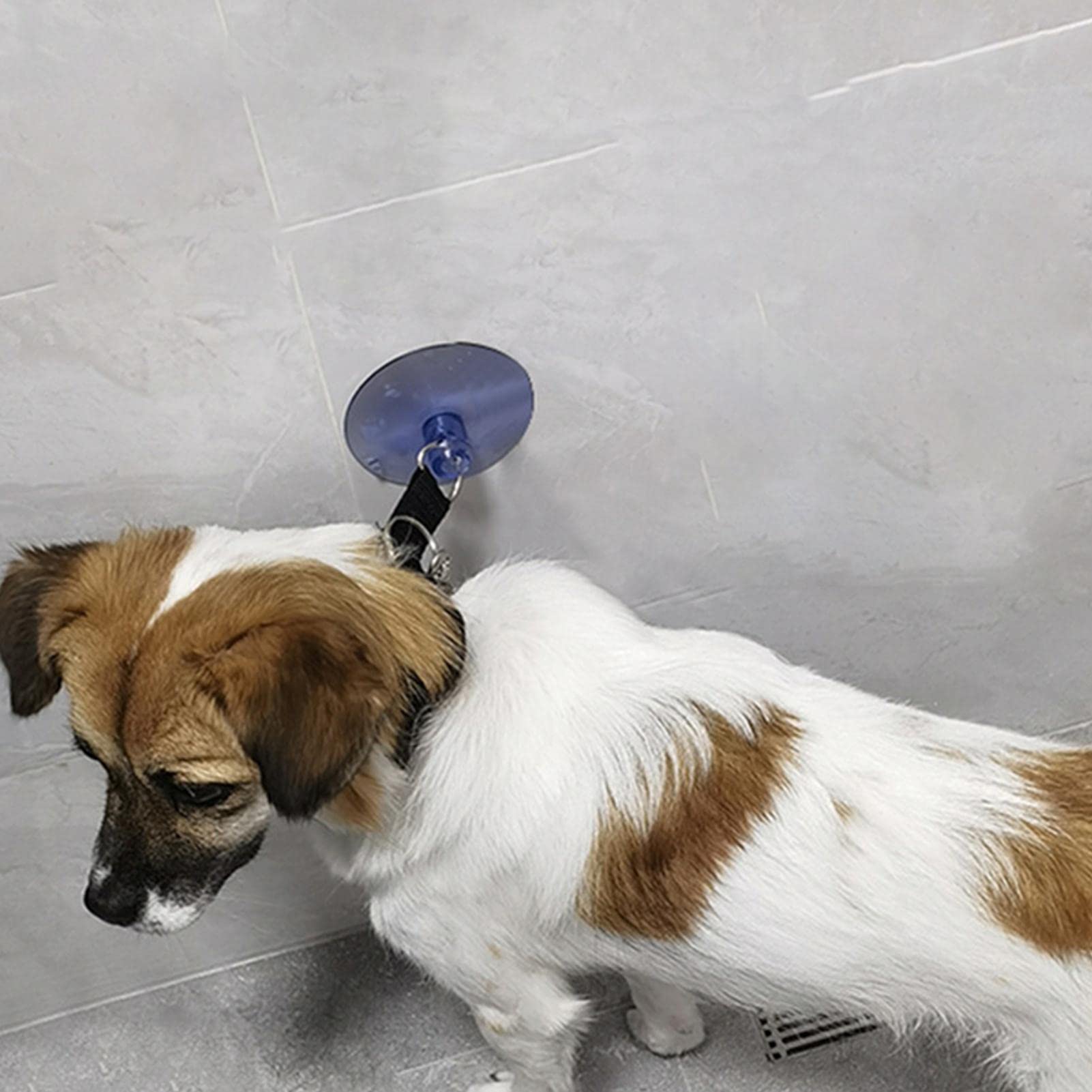 Bain pour Chat,Laisse d'Bain avec Ventouse | Laisse retenue Baignoire toilettage Chien avec Collier réglable pour la et Le toilettage Chat Chien