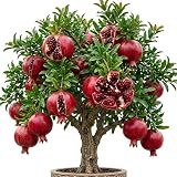 Wonderful Pomegranate Tree Live Plant,Cold Hardy Pomegranates Trees Fruit Bush Plant Dwarf Pomegranate Plants 12-16" Tall