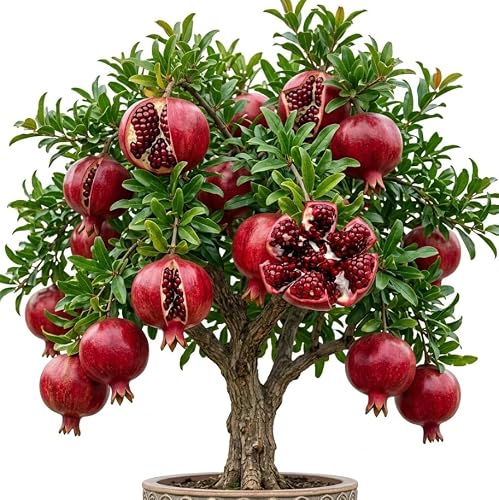 Wonderful Pomegranate Tree Live Plant,Cold Hardy Pomegranates Trees Fruit Bush Plant Dwarf Pomegranate Plants 12-16" Tall