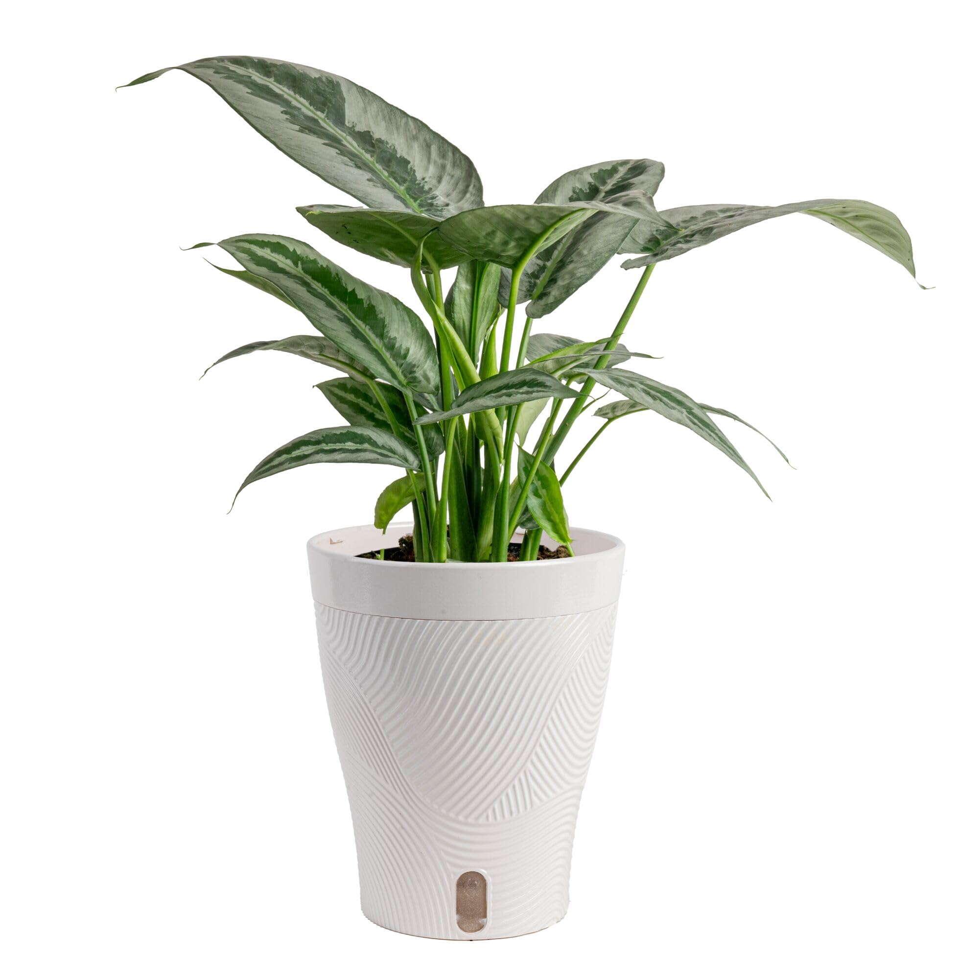 Costa Farms Silver Indukan Live Plant