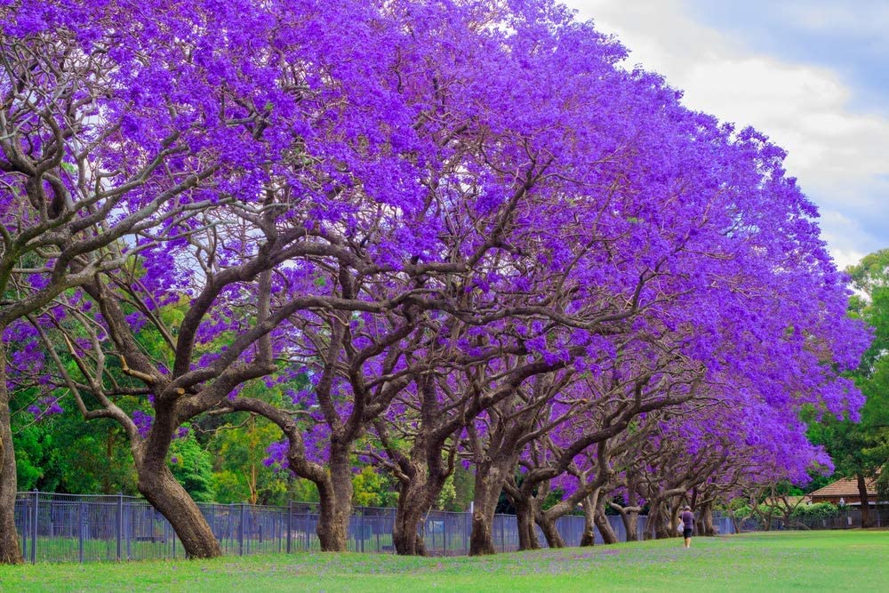 新品42万 Provision VJB-PS Jacaranda Amazon.com : 50 Blue Jacaranda Tree Seeds - Stunning Flowering