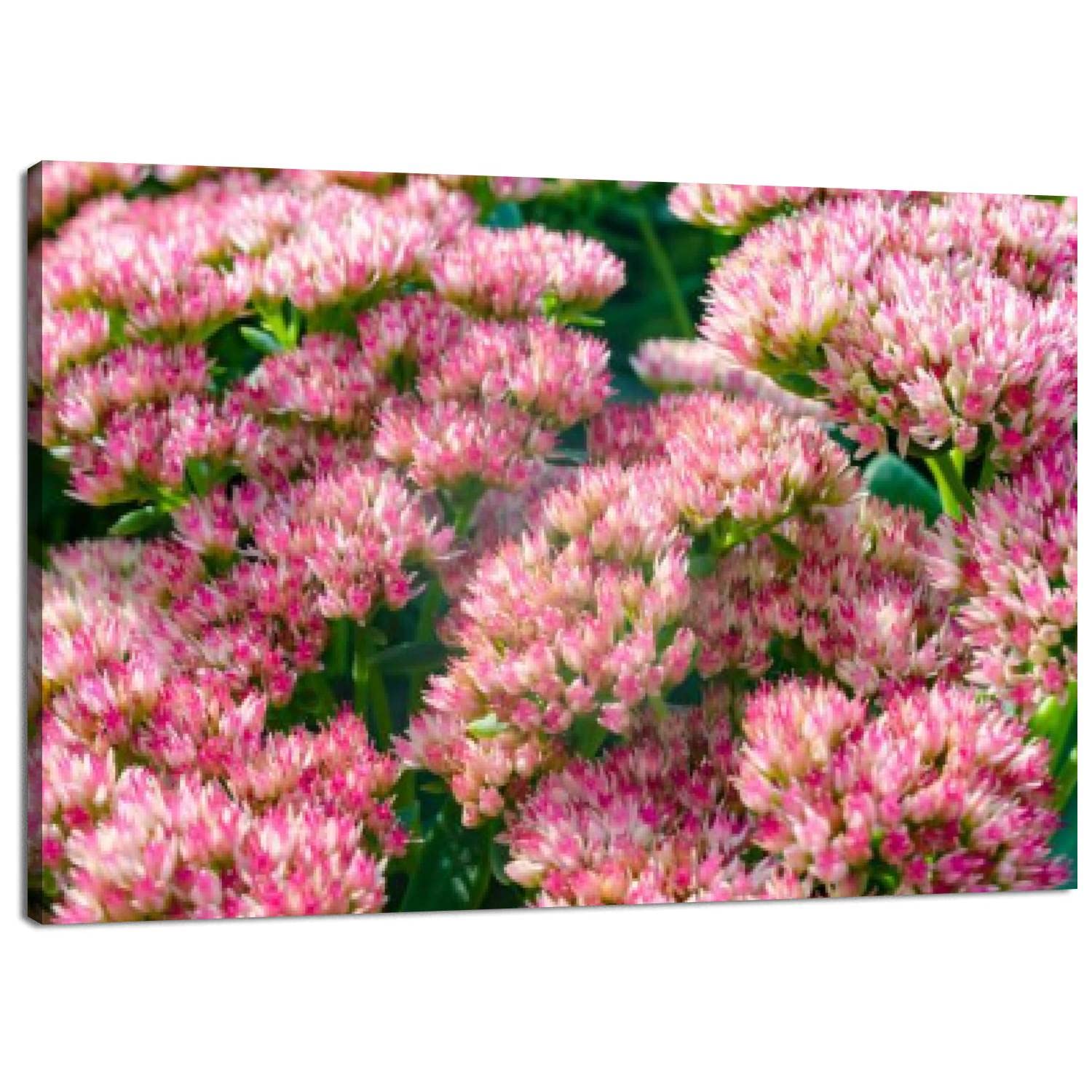 Skipvelo Canvas Wall Art Prints Sedum telephium often called Hylotelephium telephium orpine Paintings Poster Artwork Home Decor Ready to Hang for Living Room Bedroom Dining Room 20 x 30 inch
