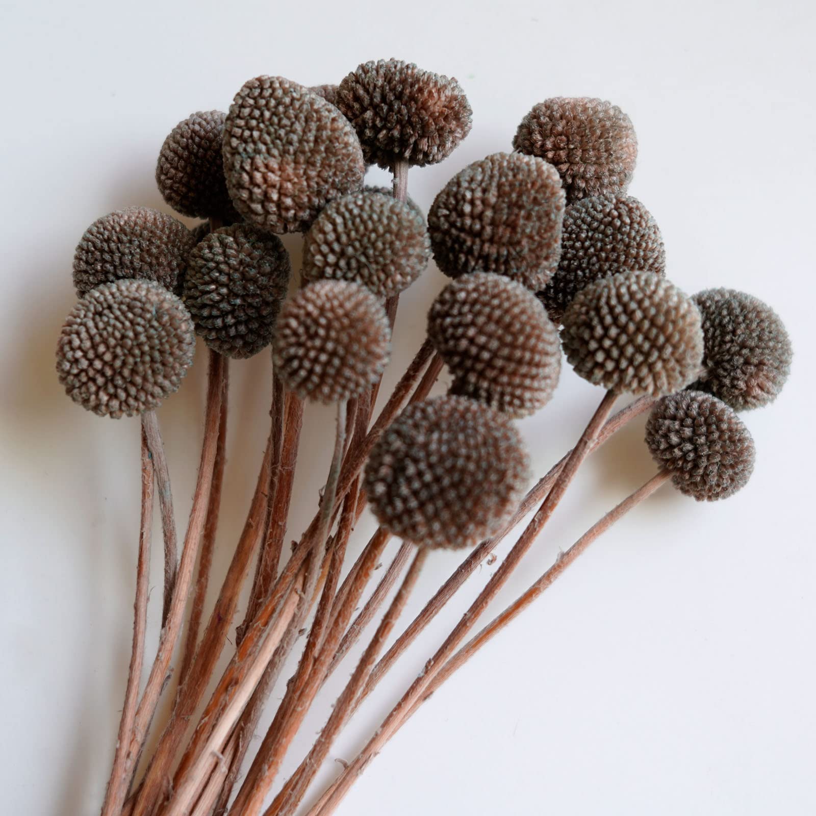 Caiyun Manor 20Stems Billy Ball Flower Craspedia globosa Benth Australian drumstick Chrysanthemum Eternal Life Flower for Home Wedding Party Themed Decorations (Coffee Color)