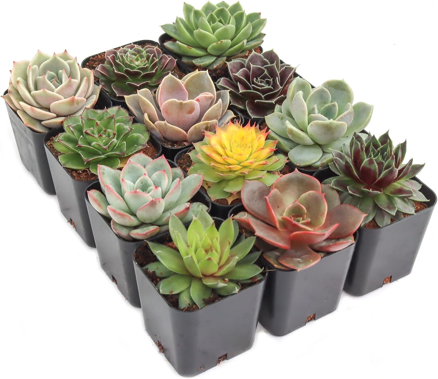 Mountain Crest Gardens Rosette Succulent Variety Pack – 12 Live Plants, Rooted in 2 Inch Pots – Real Succulents for Displays, DIY Arrangements & Gifts