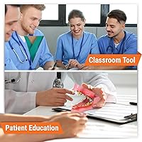 Vista 3 de GPI Anatomicals - Modelo de mandíbula canina con dientes, réplica para la educación en anatomía y fisiología canina, modelo de anatomía