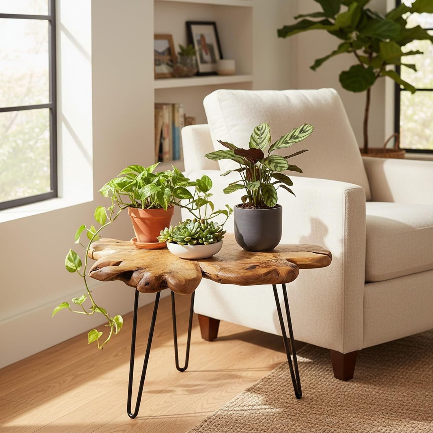 WELLAND Rustic Cedar Live Edge Coffee Table with Hairpin Legs | Measures approximately 28" W × 27" D × 16" H with a handcrafted cedar root tabletop and sturdy metal hairpin legs