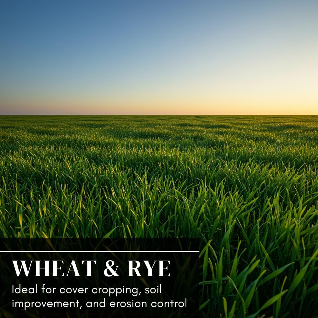 Over Winter Cover Crop Blend - Rye and Wheat Blend - Great for Adding Nutrients, Weed Supression and Building Soil (10 Pounds)