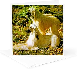 3dRose Greeting Card - Afghan - Dogs Afghan