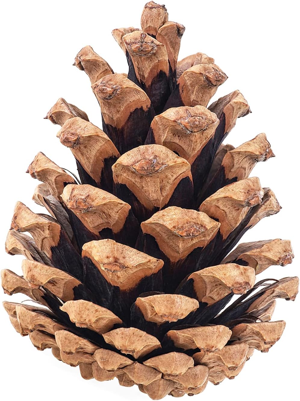 BILLY BUCKSKIN HOME & BEAUTY20 PineCones 3" to 4" Tall, Bulk Package in a Protective Box, Bug Free, All Natural, UNSCENTED, Perfect for Crafts, Christmas Trees, Firelighting, by Co.