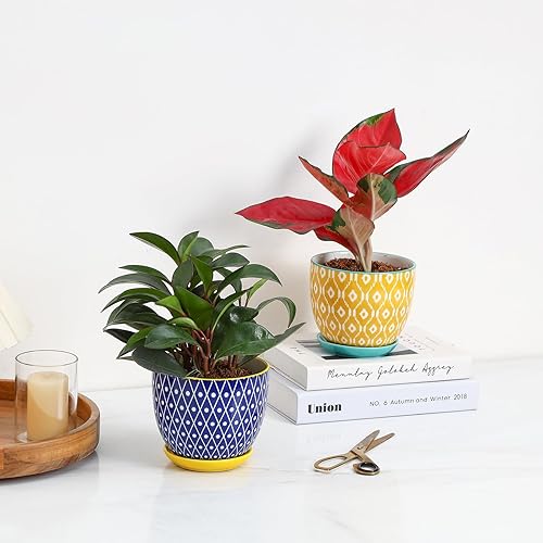 Miniatura 7 de Selamica Macetas de Cerámica para Plantas, de 5.6 pulgadas para plantas de interior, macetas con orificio de drenaje y platillo, macetas de jardín