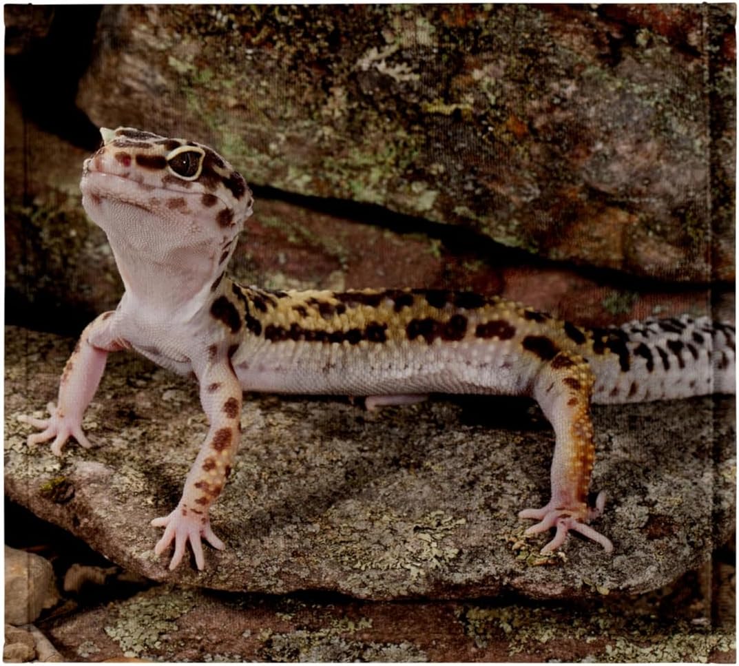 3dRose Leopard Gecko Lizard Native to Pakistan - NA02 DNO0912 - David Northcott 22x30 Bath Hand Pool Towel