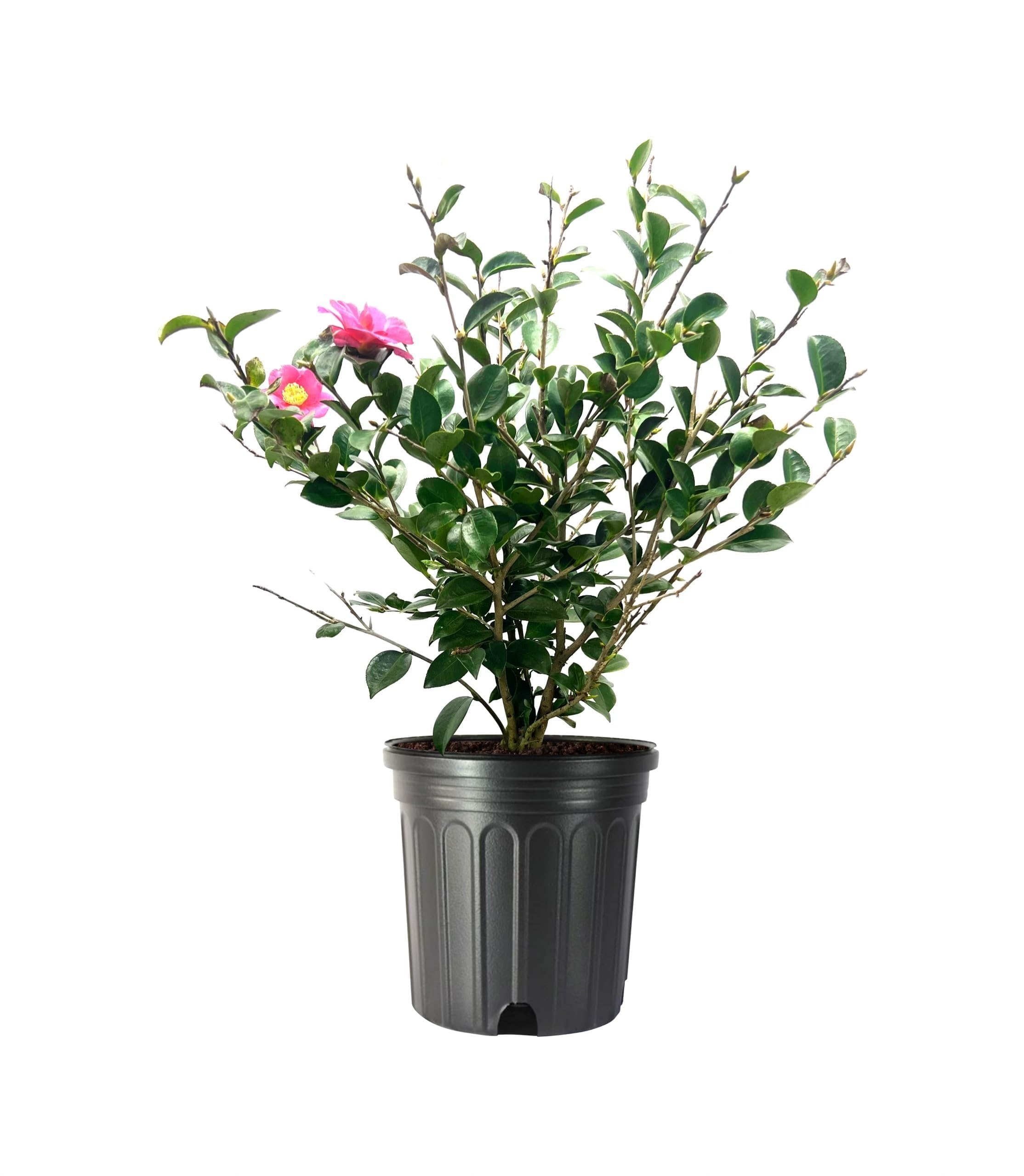 Amazon.com : Camellia Sasanqua Kaniiro I 1 Extra Large Trade 3
