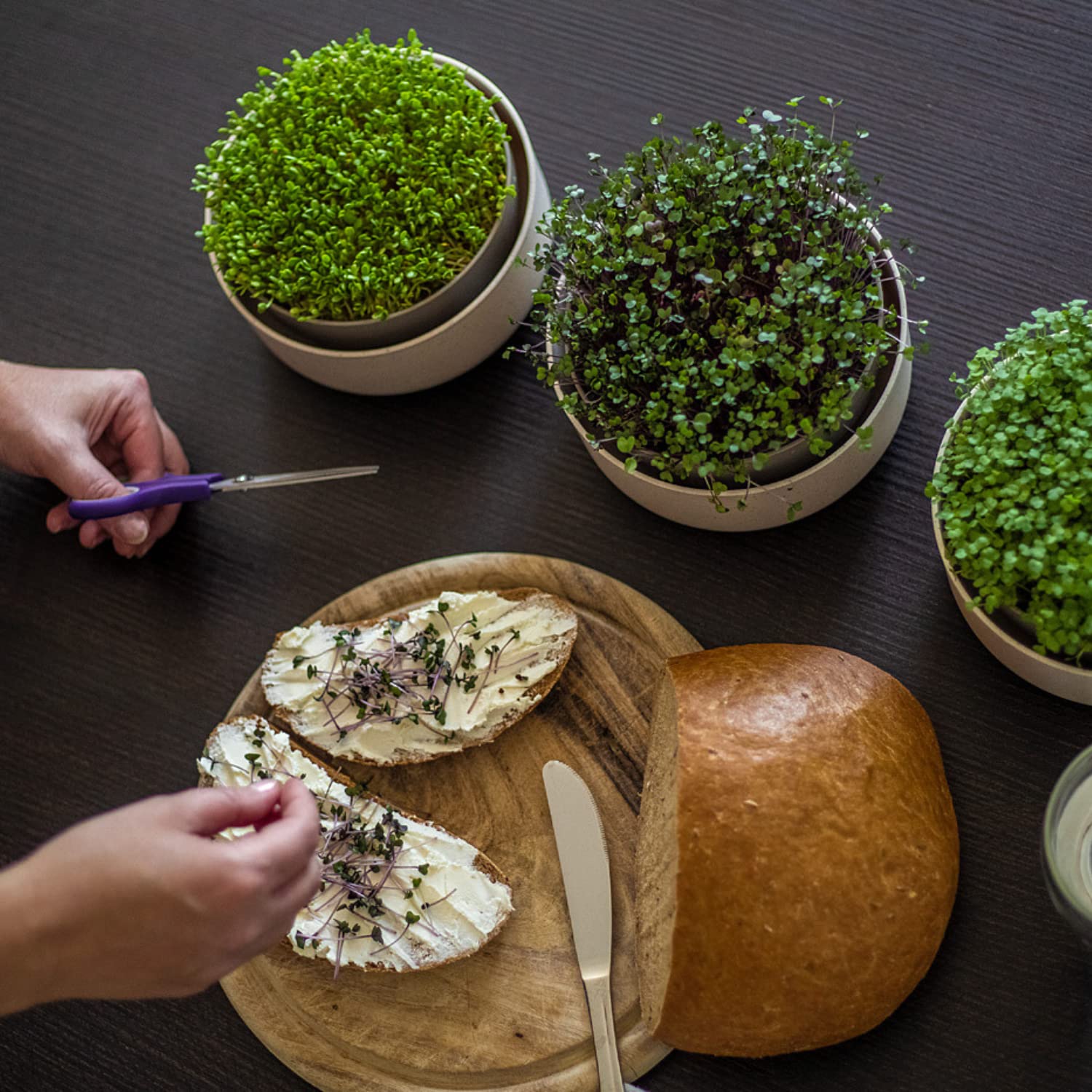 Urbalive Duża Misa na Kiełki, 16 cm, do Kiełków, Nasion Rzeżuchy, Mikrozielonych - Designerskie Sitko z Wysokiej Jakości Tworzywa Sztucznego, Pojemnik na Kiełki, Urządzenie do Kiełkowania