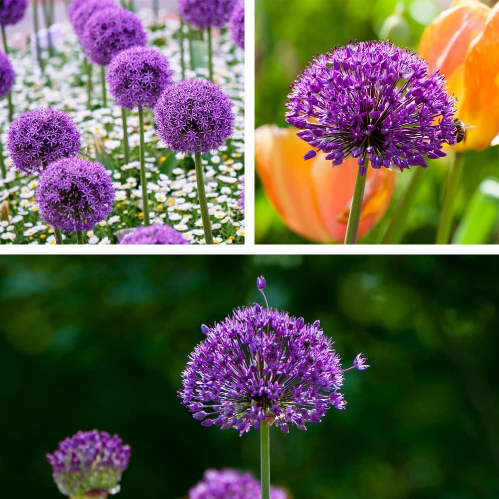 Allium 'Purple Sensation' Bulbs – Hardy Ornamental by Thompson and Morgan (8)
