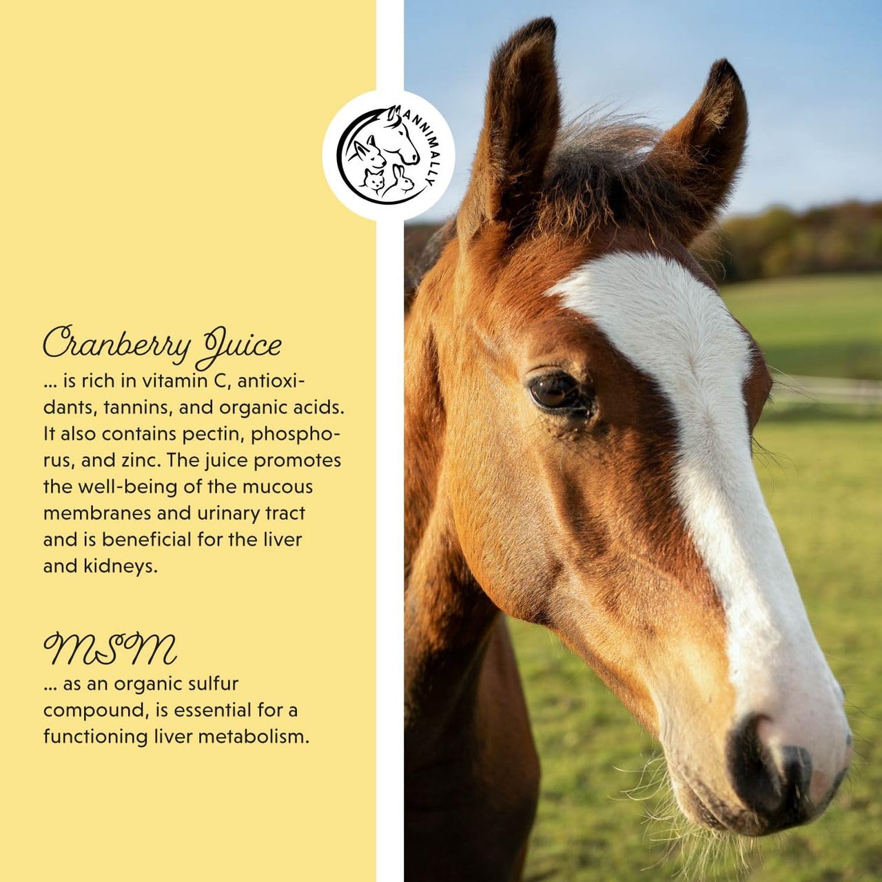 Annimally Liver-Kidney Liquid for Horses, Liquid Feed Supplement, Supports Liver & Kidney Function - Image 4
