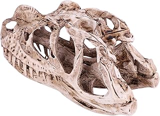 Fdit Dinosaur Skull Model, Teaching Skeleton Model Simulated Animal Skeleton for Home Office Aquarium Decor