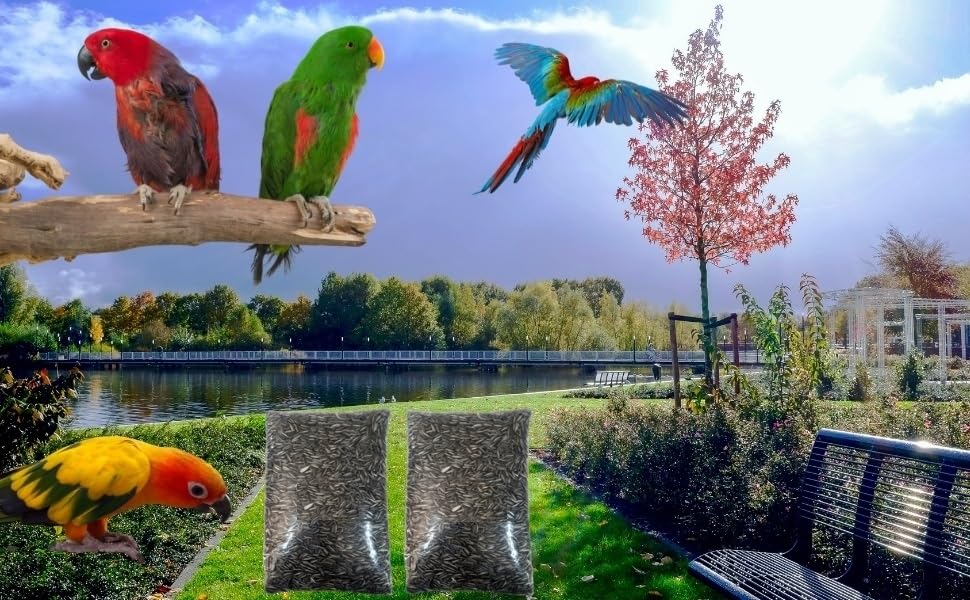 CybeXis Sunflower Seeds for Birds and Parrot-[1Kg]