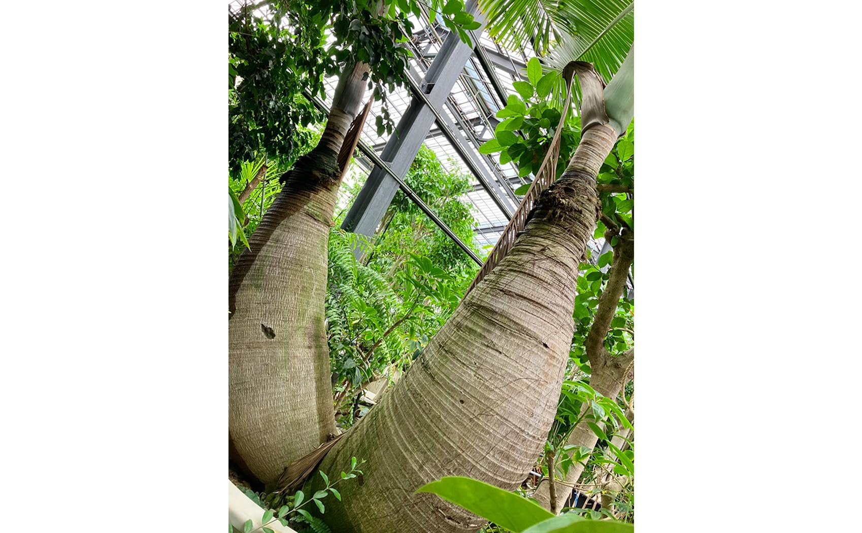 Amazon｜大型 1点もの 観葉植物 双子のトックリヤシ 鹿児島育ち 高さ5