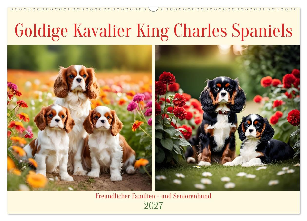 CALVENDO - Goldige Kavalier King Charles Spaniels (Wandkalender 2027 DIN A2 quer), Monatskalender: Freundlicher Familien- und Seniorenhund