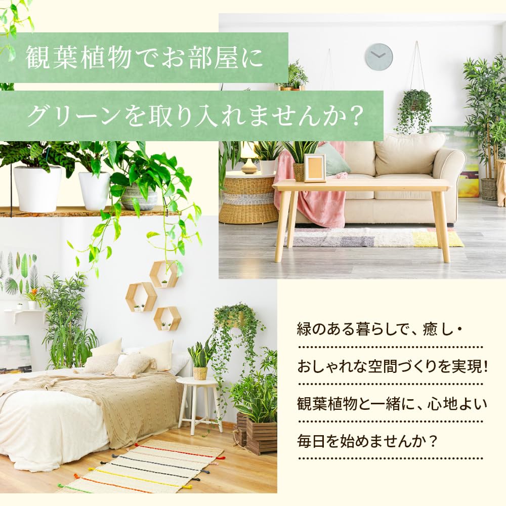 Amazon.co.jp: 土っ子倶楽部 斑入り ホンコン カポック （シェフレラ