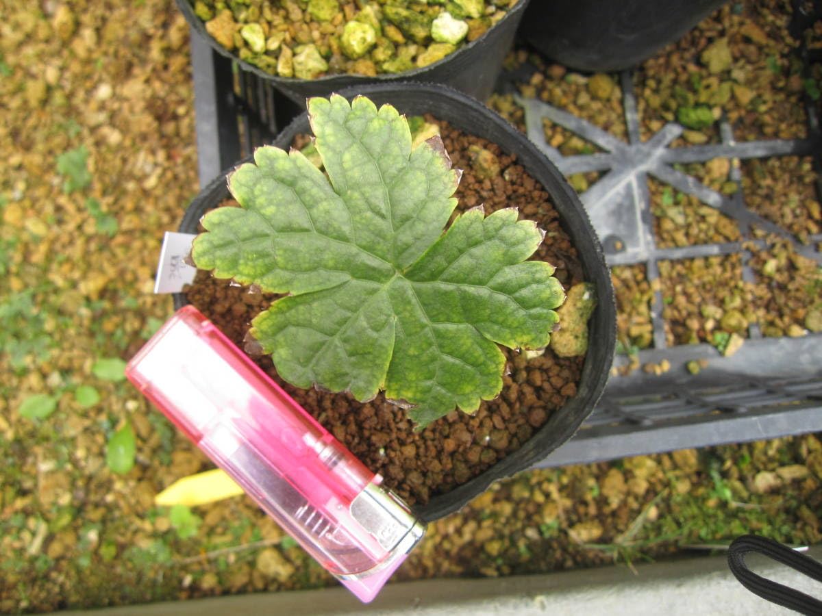 山野草　濃色八重咲きシラネアオイ　実生４年3個とコジマエンレイソウ２個のセット 山野草 濃色八重咲 シラネアオイ