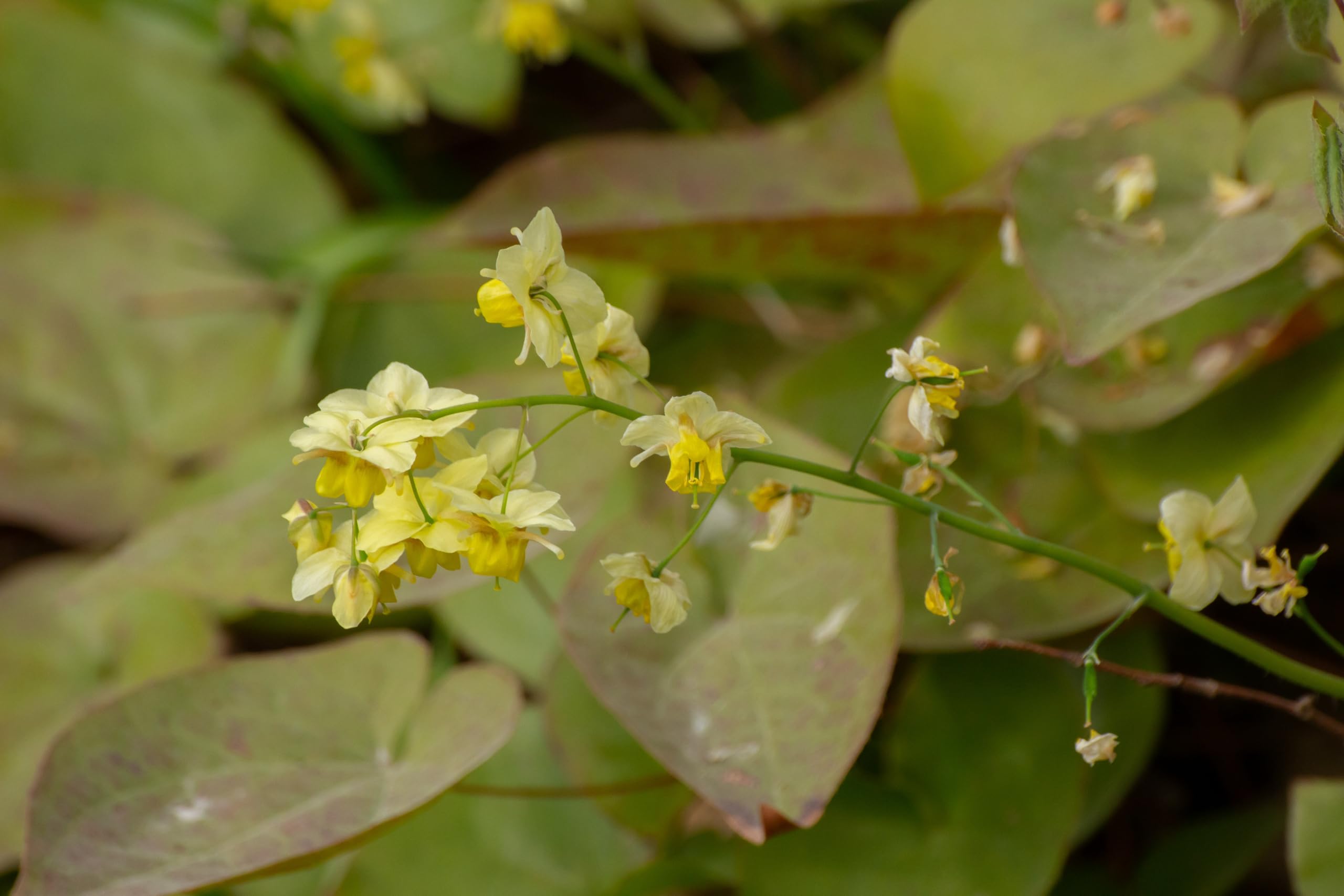 Stauden Gänge 10 x Epimedium x perralchicum 'Frohnleiten' Elfenblume